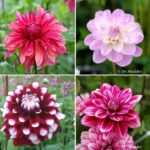 Dahlias : nos nouveautés printemps 2023