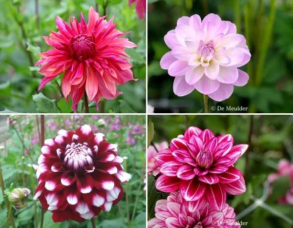 Dahlias : nos nouveautés printemps 2023