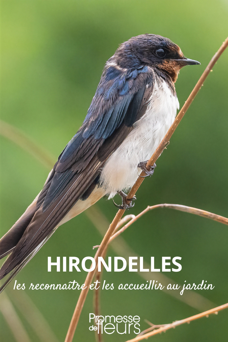 Hirondelle