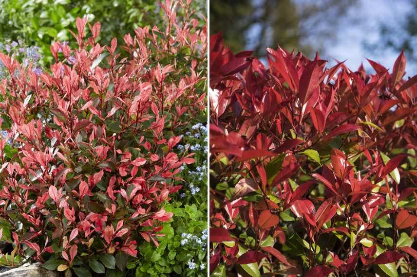 7 arbustes qui résistent au froid et à la sécheresse - Promesse de Fleurs