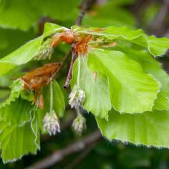 Comment faire de la tisane de feuilles de hêtre ?