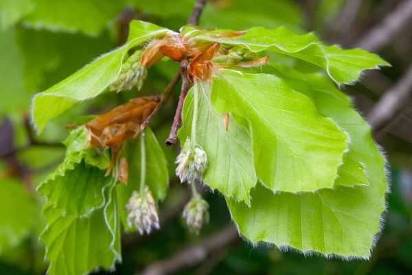 Comment faire de la tisane de feuilles de hêtre ?