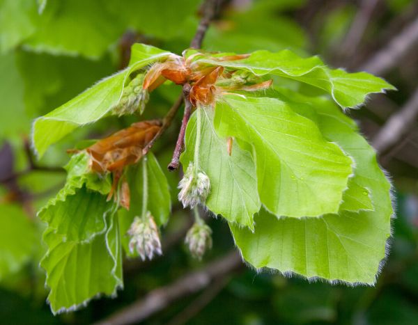 Comment faire de la tisane de feuilles de hêtre ?