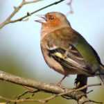 Oiseau du jardin : le Pinson des arbres