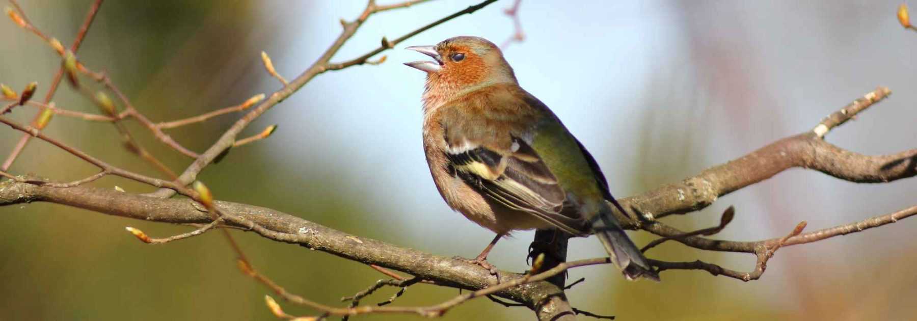 Oiseau du jardin : le Pinson des arbres