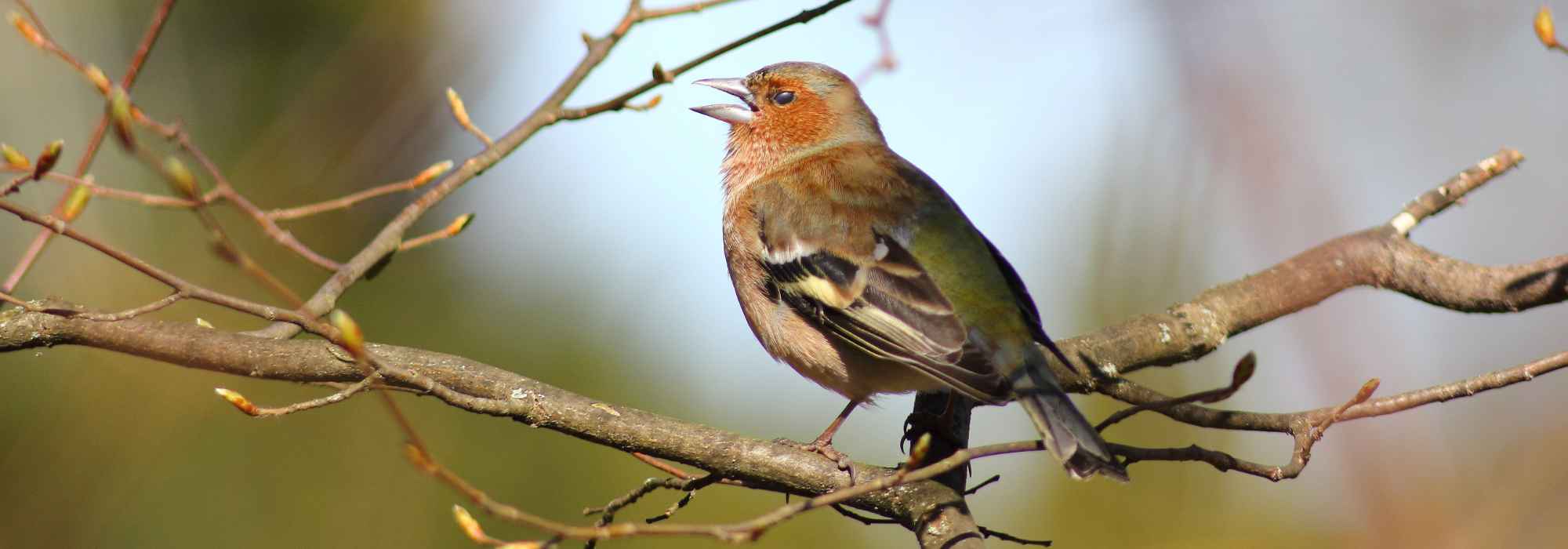 Oiseau du jardin : le Pinson des arbres