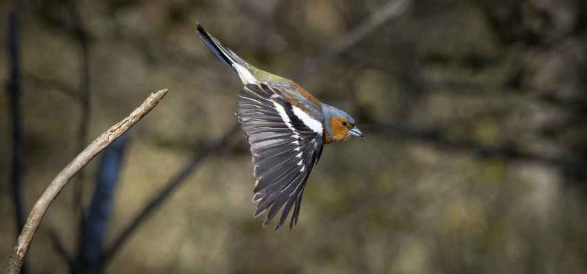 Pinson des arbres, Fringilla coelebs