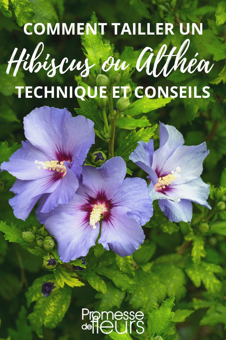 Taille de l'Hibiscus syriacus