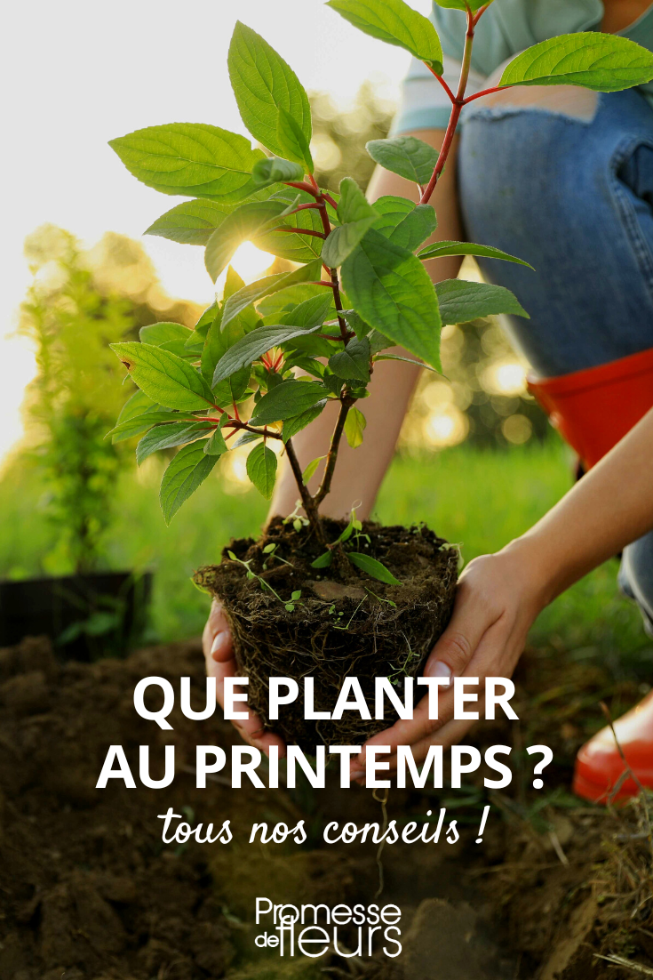 Plantations à faire au printemps