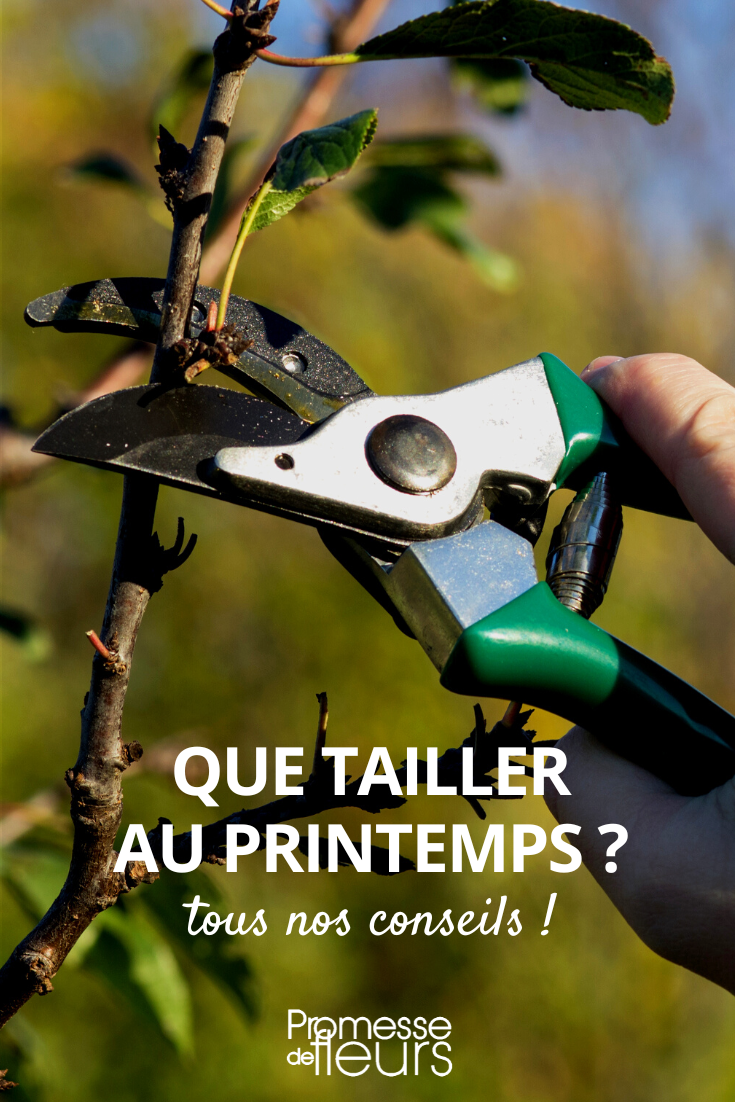 Travaux de taille printemps