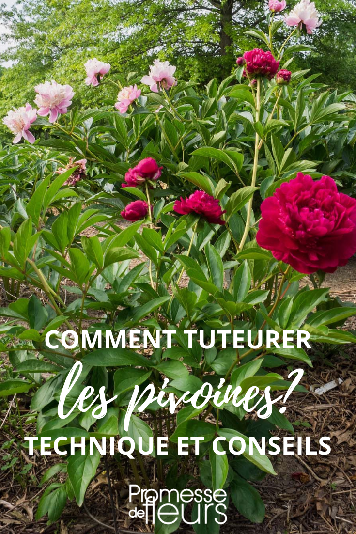 Comment tuteurer une pivoine