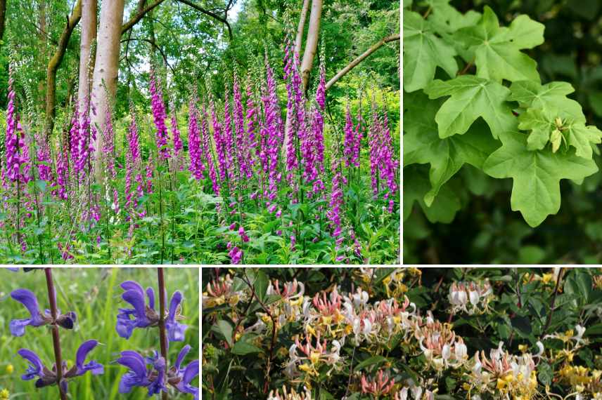 rewild jardin, reensauvager jardin, renaturation, jardin sauvage quelles plantes