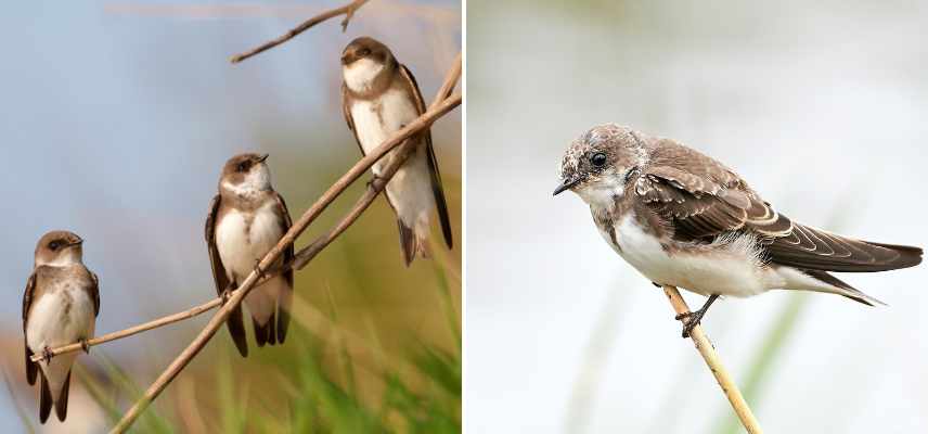 hirondelle oiseaux des jardins