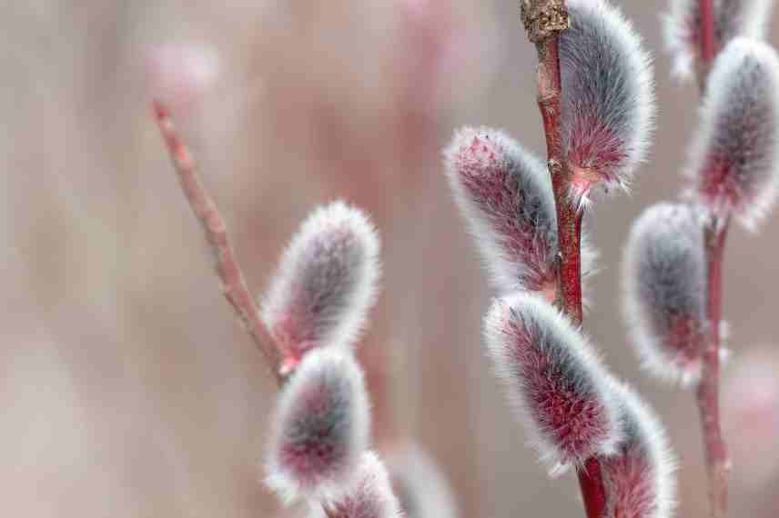 Saule salix Mount Aso