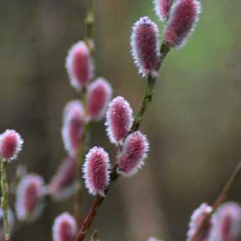 Le Saule 'Mount Aso'