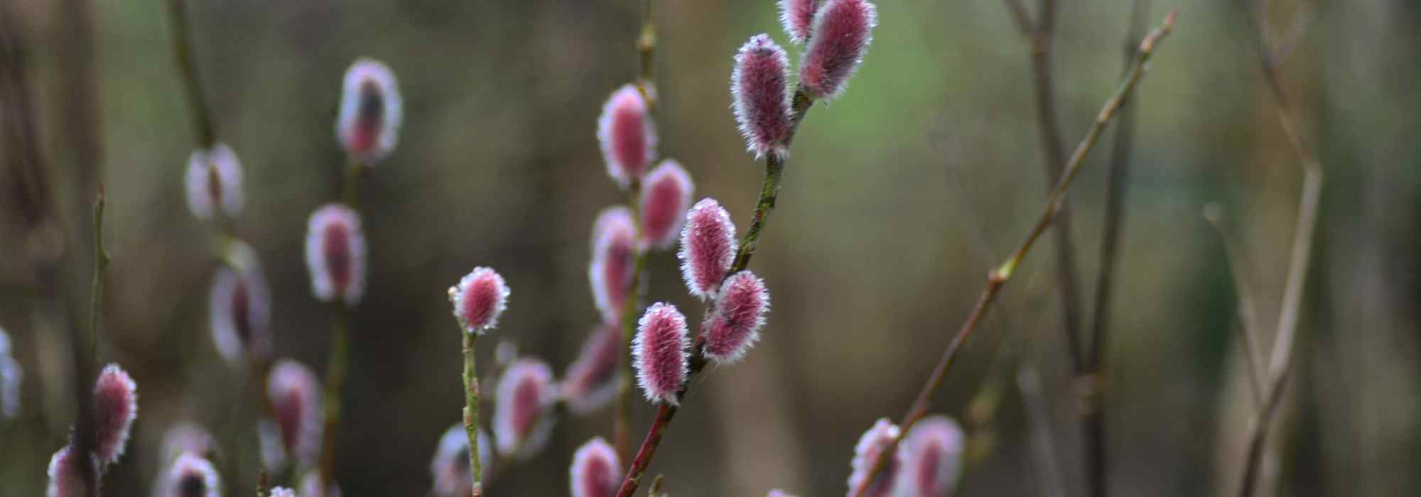 Le Saule 'Mount Aso'