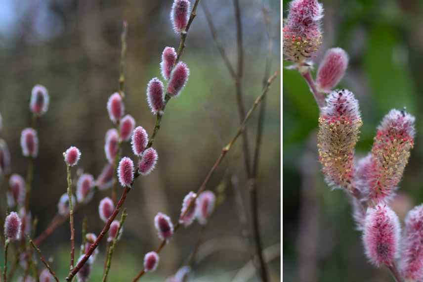 Saule salix Mount Aso