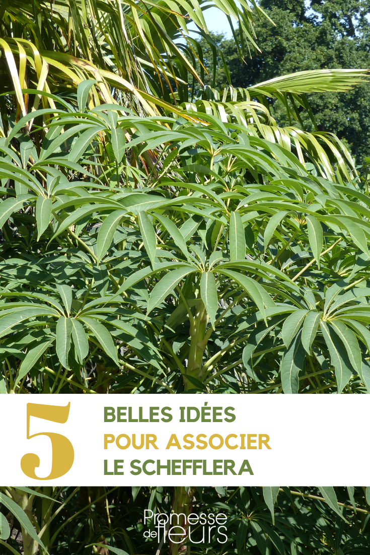 Associer le Schefflera