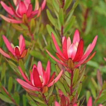 Comment tailler le Leucadendron ?