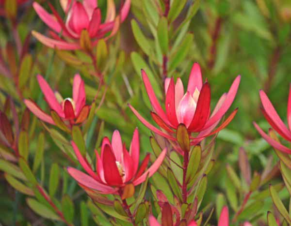 Comment tailler le Leucadendron ?