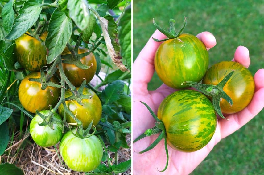 meilleurs variétés de tomate pour le nord
