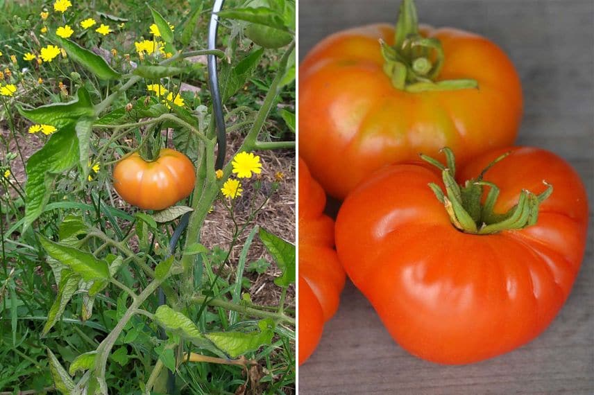 les meilleures tomates pour le nord