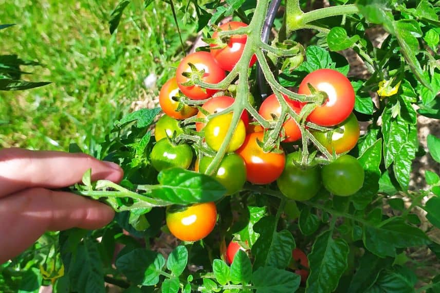 tomate banc d'essai nord