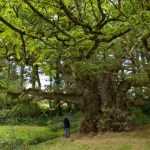 Tourisme végétal : des arbres remarquables à voir en Bretagne