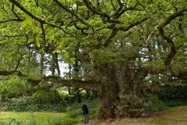 Tourisme végétal : des arbres remarquables à voir en Bretagne