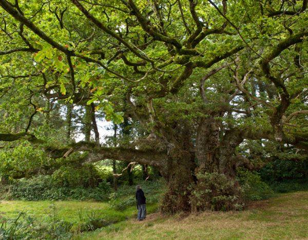 Tourisme végétal : des arbres remarquables à voir en Bretagne