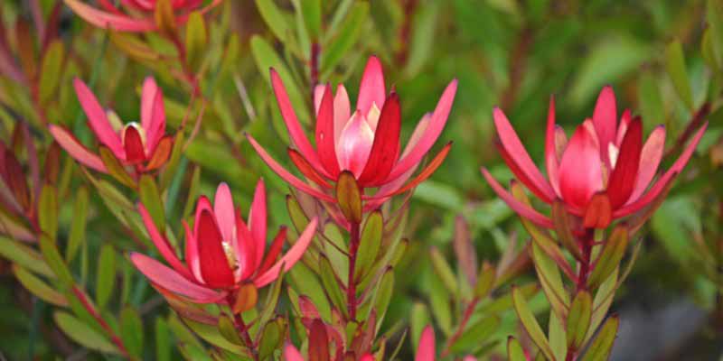 Comment tailler le Leucadendron