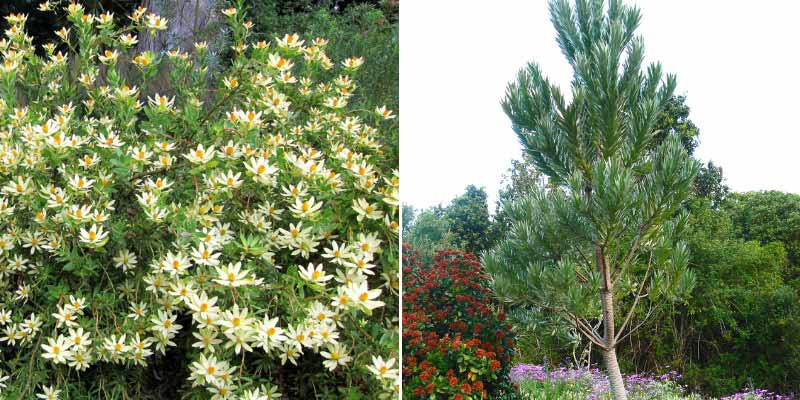 Comment tailler le Leucadendron