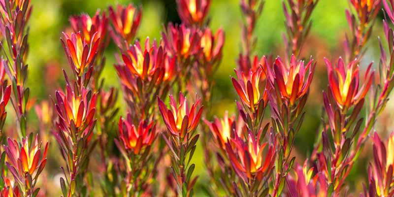 Comment tailler le Leucadendron