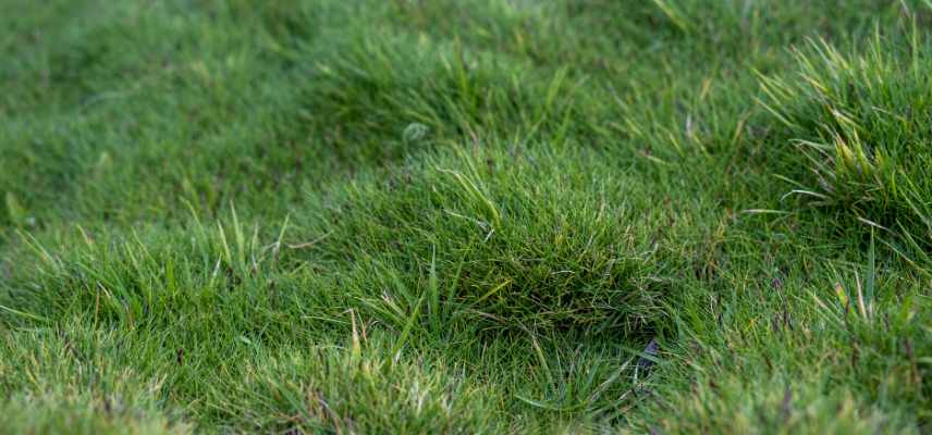 alternative gazon Zoysia tenuifolia, gazon des mascareignes