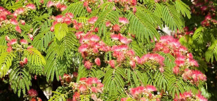 Floraison Albizia Arbre de soie