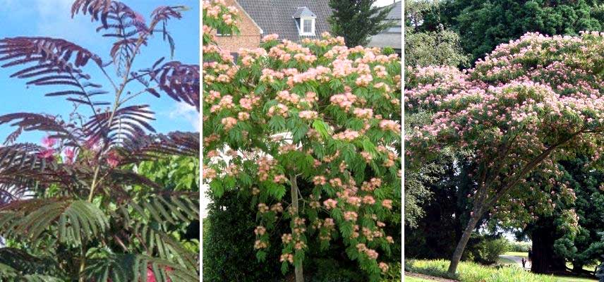 Albizia jullibrisin Arbre à soie