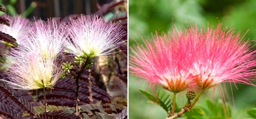 Albizia floraison rose