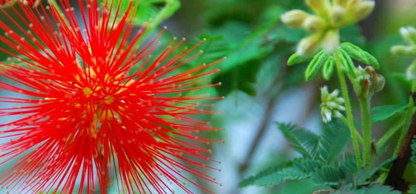 Albizia floraison rouge