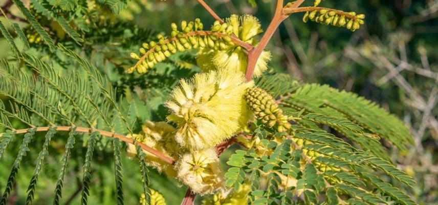 Albizia floraison jaune