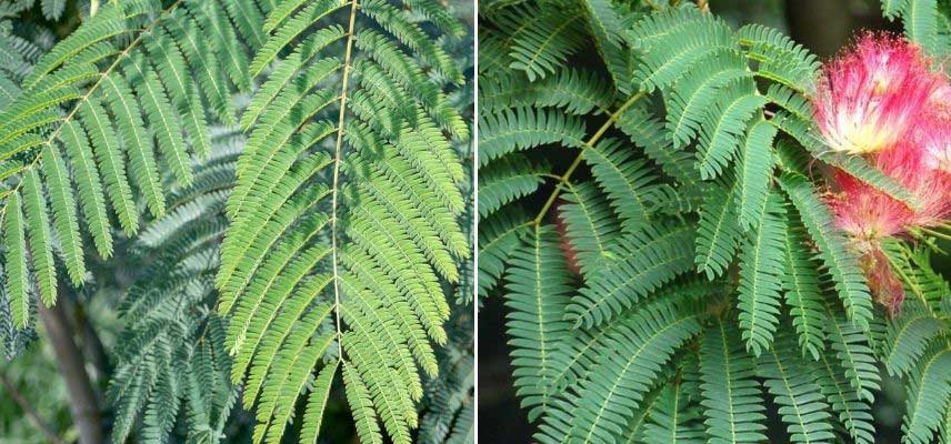 Albizia feuillage vert