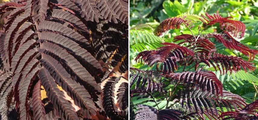 Albizia feuillage pourpre