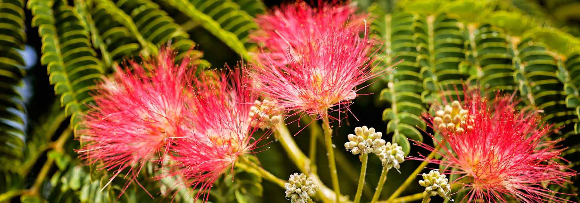 Comment choisir un Albizia ?