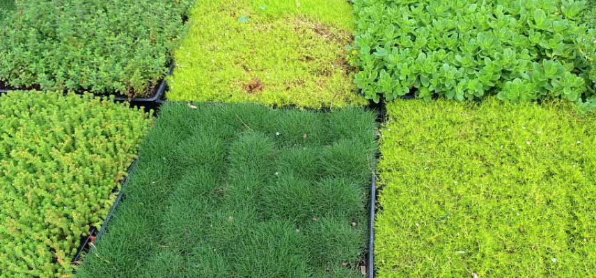 Plantes couvre-sols pour remplacer le gazon