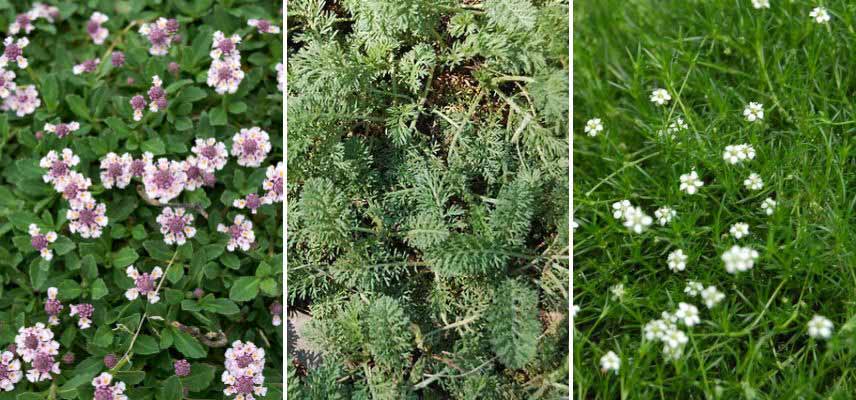 Plantes couvre-sols pour remplacer le gzon