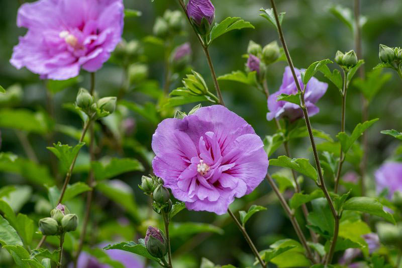 Hibiscus ou althéa (Hibiscus syriacus) : plante, taille, entretien, arrosage