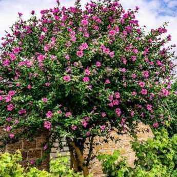 Quand et comment tailler l'Hibiscus ou Althéa ?