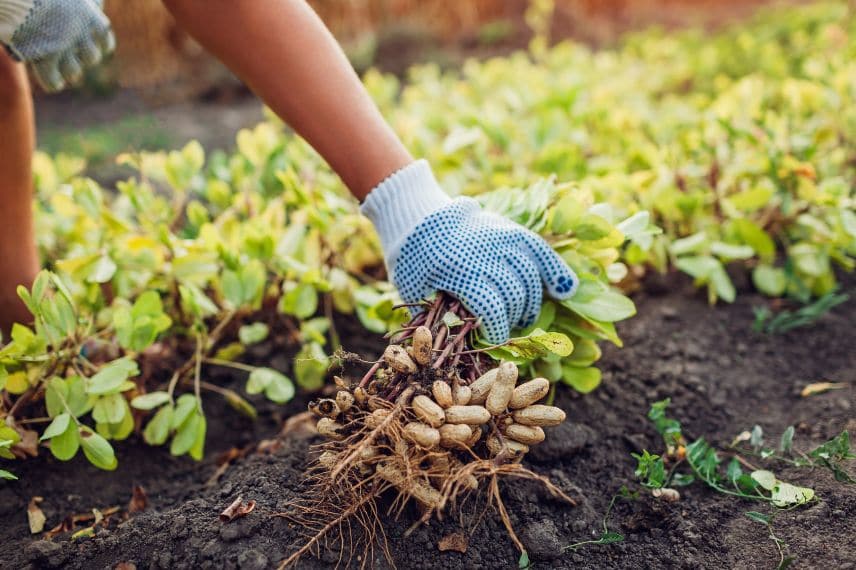 Cultiver des cacahuètes au potager