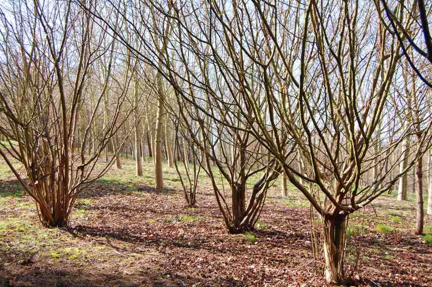 recepage, receper arbre arbuste, taille rajeunissement, taille drastique