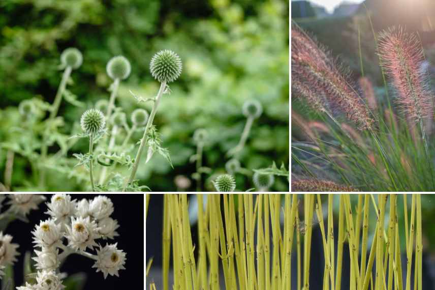 associer chardons eryngiums massifs jardin