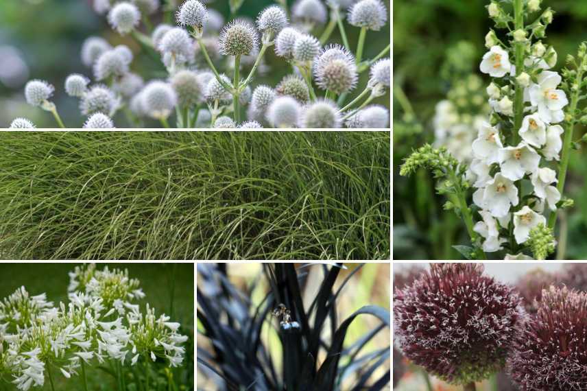 associer chardons eryngiums massifs jardin